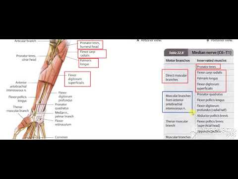 Forearm front muscles nerve supply 3