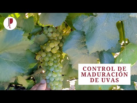 , title : 'Control de maduración de uvas'