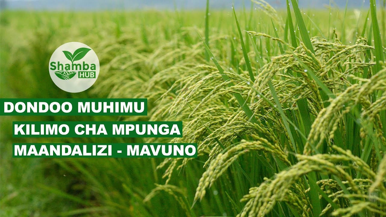 DONDOO MUHIMU ZA KILIMO CHA MPUNGA II MAANDALIZI II MBOLEA II MAVUNO