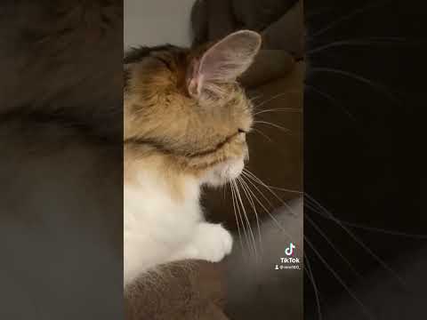 Cat song (parody of all star by smash mouth)