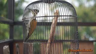 Download lagu Pelatuk bawang gacor mp3 Download lagu Pelatuk bawang gacor mp3