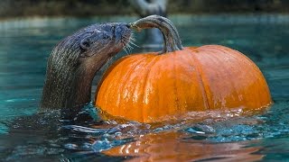 Otters & Monkeys Playing With Pumpkins Will Make Your Day