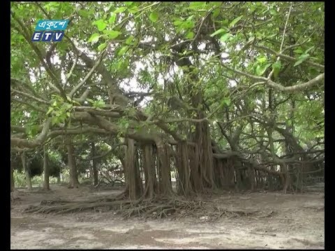 সাতক্ষীরার রহস্যঘেরা বৃক্ষ দেখতে প্রতিদিন ভিড়