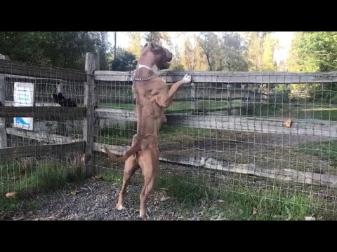 Incredible Pitbull (NBF Navi) ☄️❤️