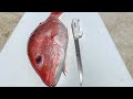 EASIEST Way to Fillet RED Snapper (American Red Snapper)