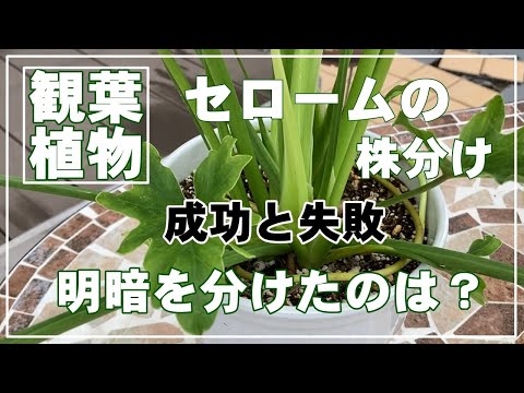 園芸 セロウム フィロデンドロン、セロウム、木のフィロデンドロン