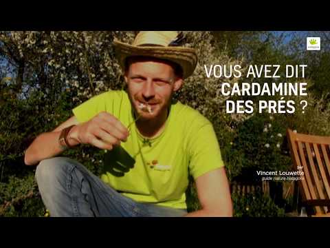 Vous avez dit cardamine des prés ?