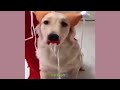Can T Stop Lagughing At These Pets Funny Animals 12