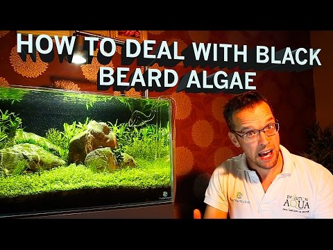 DEFEAT BLACK BRUSH ALGAE NOW using my simple technique