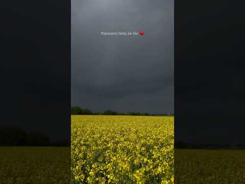Adore rapeseeds views 🫶🏼 #travel #rapeseed
