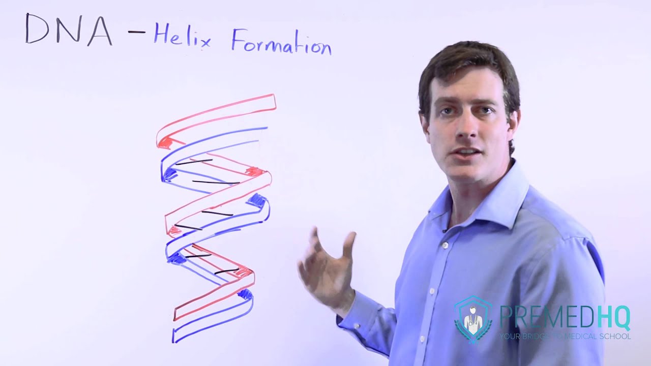 DNA Double Helix Formation