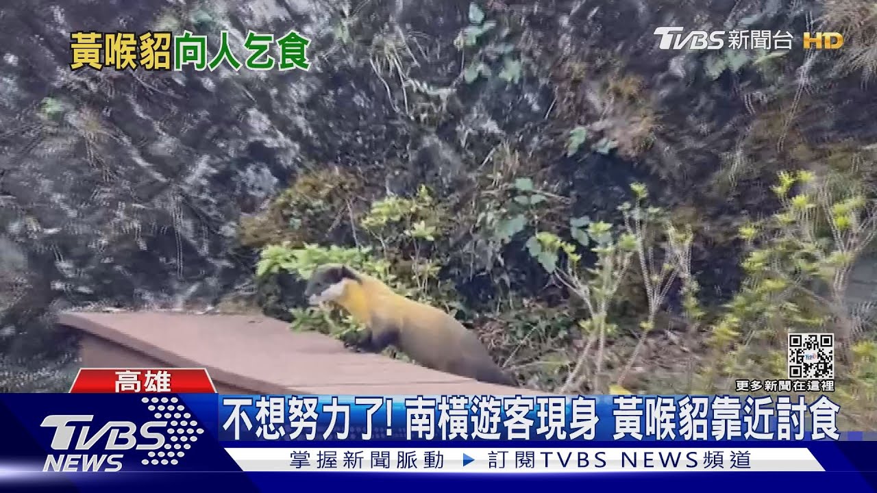 南橫問題多!邊坡垃圾變多、黃喉貂討食 環境、生態受考驗