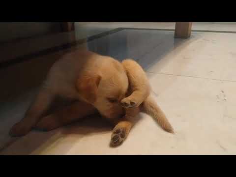 Labrador day one in Home