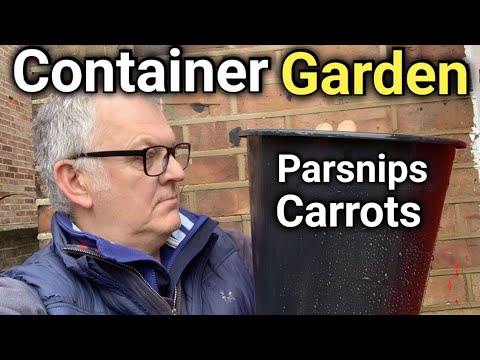 How to Grow Carrots & Parsnips in Buckets | Container Gardening