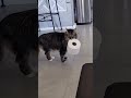 Cat walking away with toilette paper