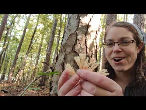 How to ID Artomyces pyxidatus, the crown-tipped coral mushroom
