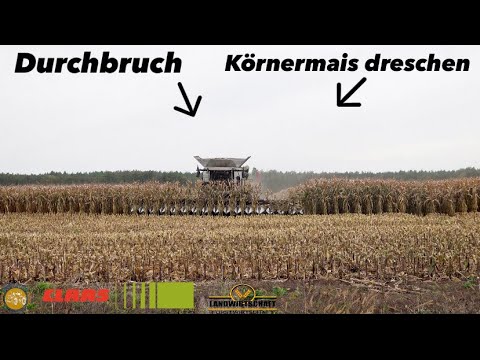 Durchbruch! Körnermais dreschen m. 16 Reiher Maispflücker - Maiskolben ernte m. Claas Mähdrescher