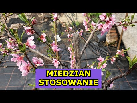 , title : 'Miedzian Stosowanie - Jak i Kiedy stosować Miedzian? Czy jest skuteczny na drzewa owocowe, warzywa.'