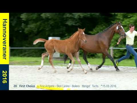20   First Choice   v  First Ampere   Don Larino   Bolero   Hengst   fuchs   15 03 2016