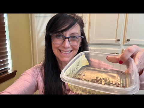 My FAVORITE Way to Plant Milkweed Seeds