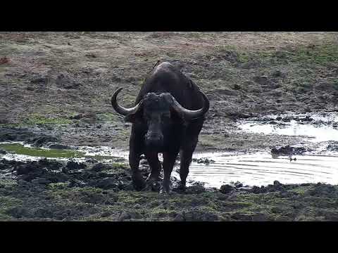 Djuma: Lone African Buffalo bull comes to dam for drink - 08:28 - 05/24/19