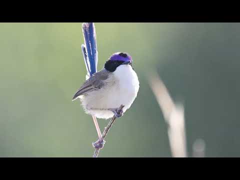 Zamatovec korunkatý (Malurus coronatus) — spev a hlas v prírode