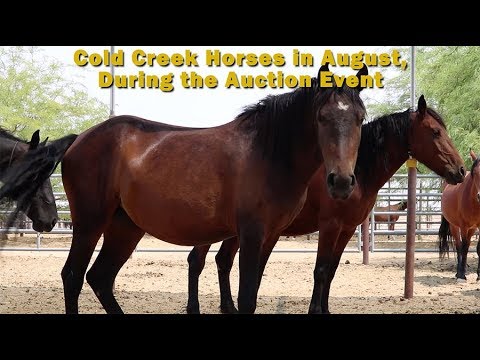 Ridgecrest Wild Horse Adoption Event