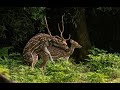 Spotted Deer Mating Wild Animal Mating Animals Mating Spotted Deer At Chitwan National Park