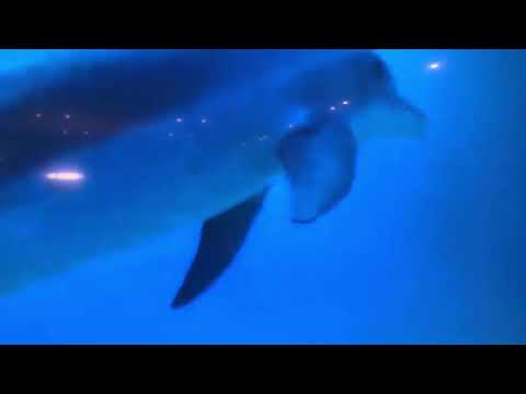 kusok sobakki: bleach