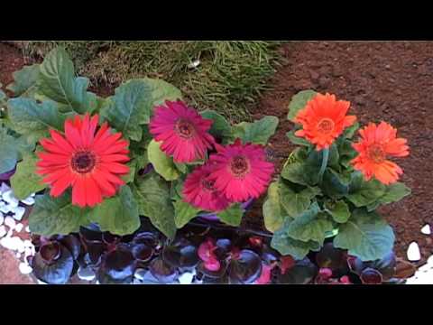 Știre Etv/02.06.2017 – FLORI LA MALUL DUNĂRII