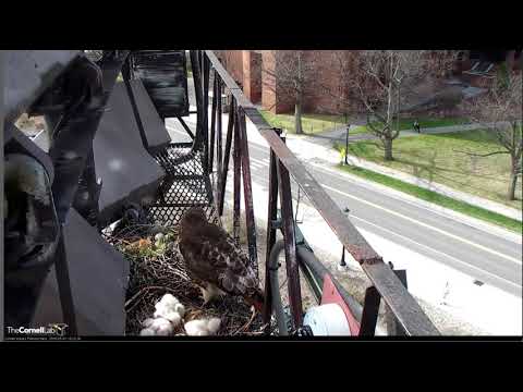 Arthur delivers chubby chippy @Cornell Lab Red-Tailed Hawks 05-01-18