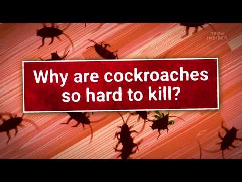 Why are cockroach so hard to kill? [Credits to TechInsider]
