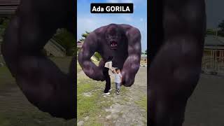 Download lagu GORILA RAKSASA #kingkong #pyp #shortsvideo mp3 Download lagu GORILA RAKSASA #kingkong #pyp #shortsvideo mp3