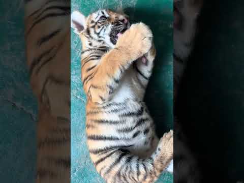 🐯🐯🐯WOW!!! adorable baby #tigercub #tiger #kitten #foryou #fpy #cute #kitty