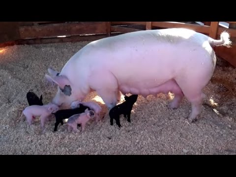 , title : 'AWESOME MOTHER PIGS & THEIR  PIGLETS - A Must See'