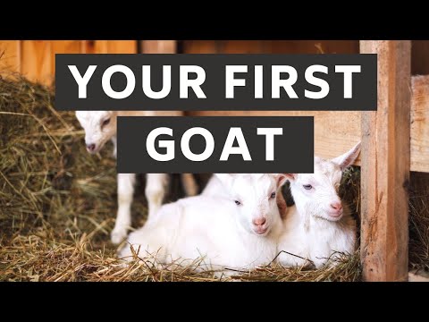 , title : 'What you need ready for your first goat | Prepare for Goats! | New Goat Owner Supplies | Goat Care'