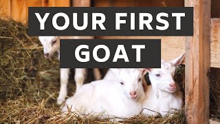 What you need ready for your first goat | Prepare for Goats! | New Goa
