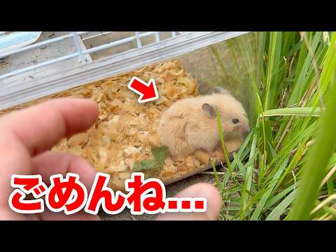 捨てられたハムスターがヤバい...
