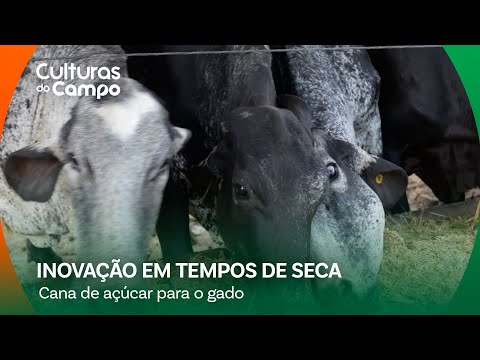 Cana-de-açúcar: alternativa  para alimentar o gado na seca