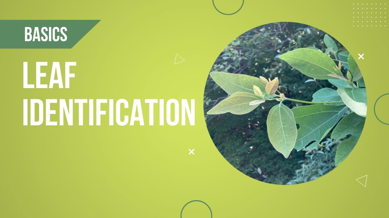 Basics of Tree Identification | Leaves - YouTube
