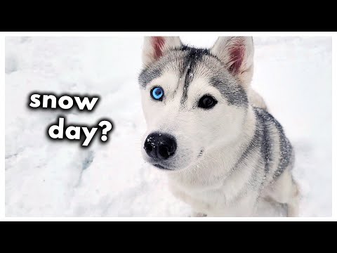 Husky’s First Snow Gets RUINED!