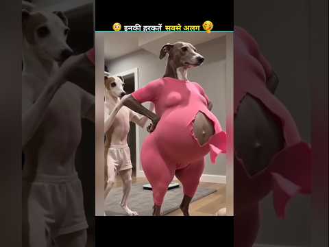 Hilarious Animal Moments 😲