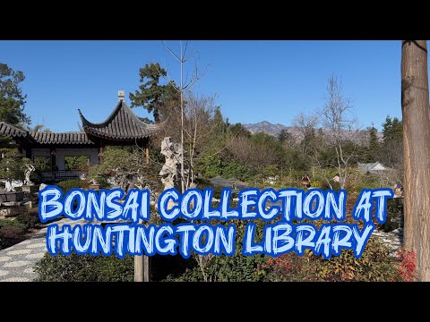 One of the Most Mind-Blowing Bonsai Collection in the World at Huntington Library
