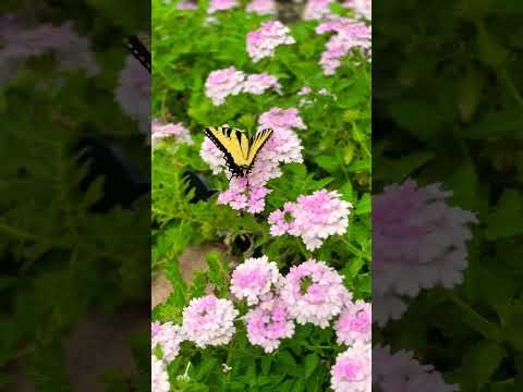 Flores en Abril!🌹🌸🌼💐