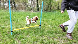 Vanilla (1 year and 4 months old), the Cavalier King Charles Spaniel, is practicing agility