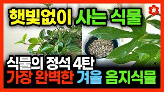가장 완벽한 겨울철 #음지식물 오직 이 식물뿐..