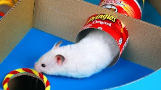 Hamster Pringles Maze