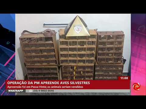 Mais de 100 aves silvestres são apreendidas em Passa Vinte