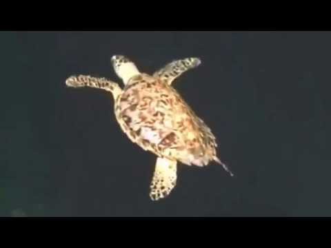 Turtles and tortoises; The history and anatomy of these reptiles