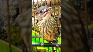 Download lagu SUARA NEMBAK BAYEMAN GACOR 99% AMPUH PANCING BUNYI mp3 Download lagu SUARA NEMBAK BAYEMAN GACOR 99% AMPUH PANCING BUNYI mp3